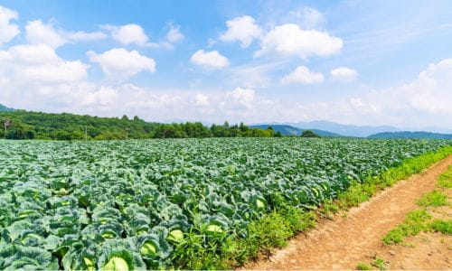 農業福岡｜サステナブル